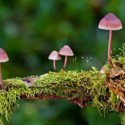چند نوع از قارچ  های عجیب دنیا