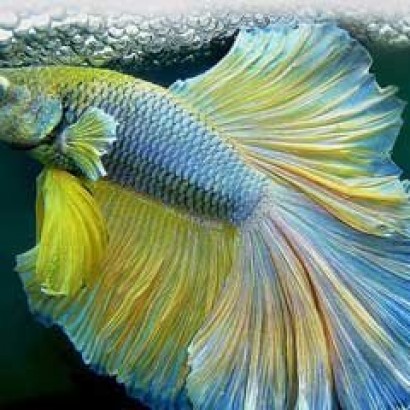 عکس های جالب با سر ماهی