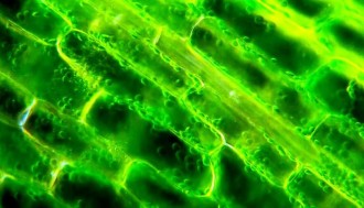 فیلم پلاسمولیز در سلول گیاهی