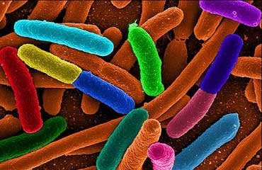درک شخصیت باکتری‌ها