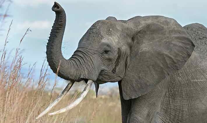 مغز فیل‌ها چند کیلوگرم است؟