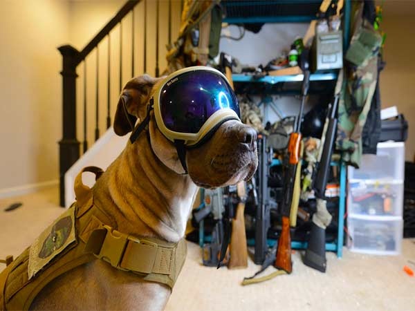 سگ‌ های ارتش آمریکا با عینک واقعیت افزوده آموزش میبینند!