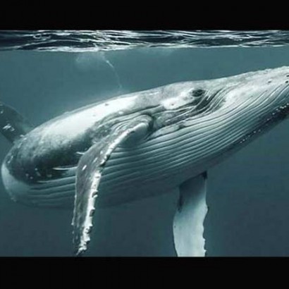 قلب نهنگ آبی گاهی فقط ۲ بار در دقیقه می‌تپد