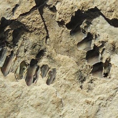 کشف ردپای ۱۲۰ هزار ساله انسان خردمند در عربستان