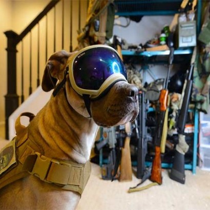 سگ‌ های ارتش آمریکا با عینک واقعیت افزوده آموزش میبینند!