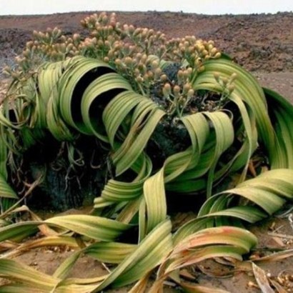 زشت ترین گیاه روی کره زمین