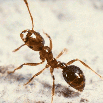 دانستنی های جالب و خواندنی درباره مورچه ها!