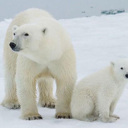 دانستنی های جالب درباره خرس قطبی