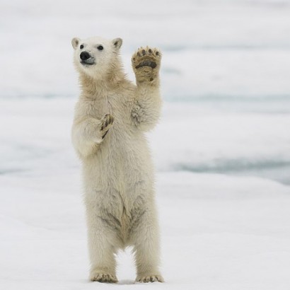 راز یخ نزدن خون جانوران قطبی
