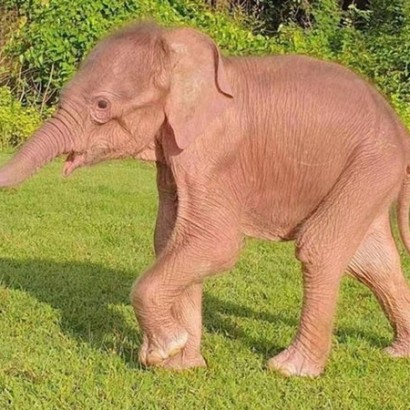 کمیاب ترین بچه فیل دنیا با رنگی استثنایی