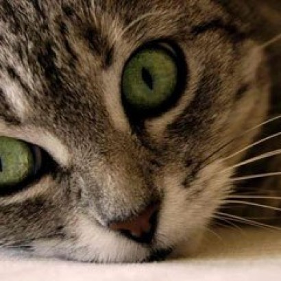 جهان را از درون چشم یک گربه ببینید