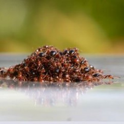 مورچه‌ها چگونه از سیل جان سالم به در می‌برند؟