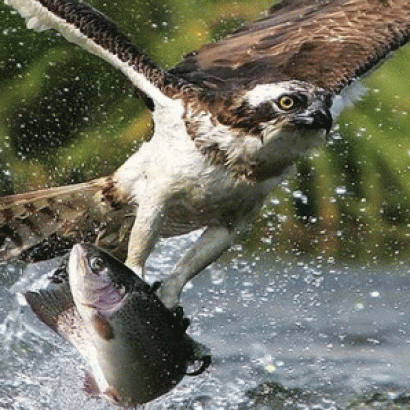ماهی گیری با کمک پرندگان