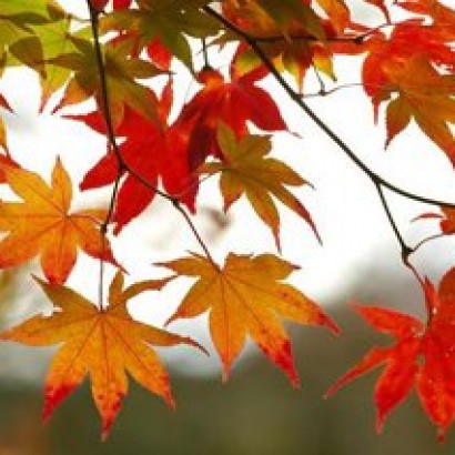 دلایل علمی تغییر رنگ درختان در فصل پاییز!
