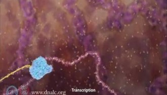 انیمیشن رو نویسی مولکول RNA از روی رشته DNA