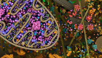 فیلم نمایی سه بعدی از زنجیره انتقال الکترون