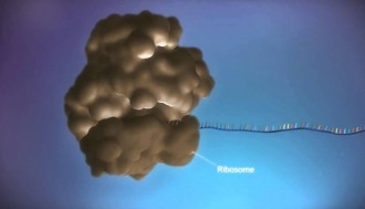 فیلم ترجمه mRNA توسط چند ریبوزوم