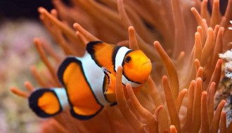 فیلم تکامل ماهیها و ایجاد دوزیستان