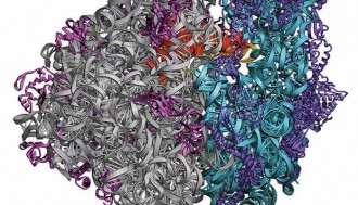 فیلم تشکیل پروتئین در ریبوزوم II