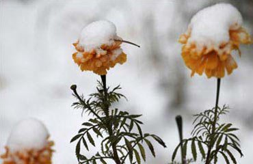 راز تحمل سرما توسط گیاهان گلدار
