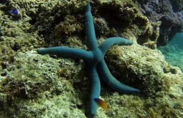 کشف چشم ستاره دریایی در کف پایش!