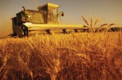 اقتصاد کشاورزی