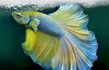 عکس های جالب با سر ماهی
