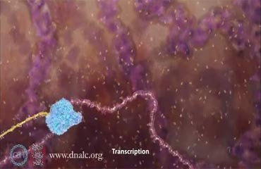 انیمیشن رو نویسی مولکول RNA از روی رشته DNA