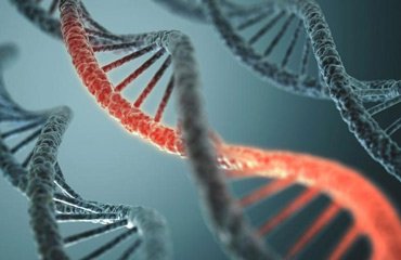 تعیین مشخصات فردی با الگوی چین خوردگی DNA