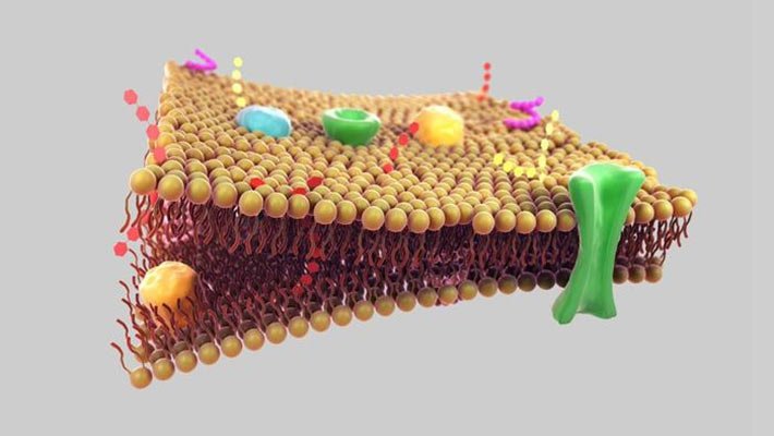 فیلم ساختار غشاء سلولی