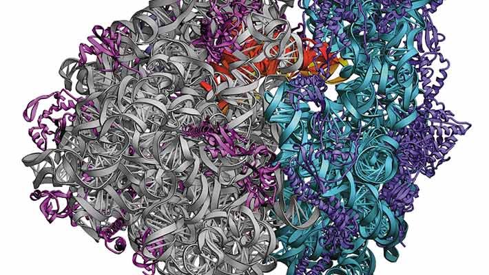 فیلم تشکیل پروتئین در ریبوزوم II