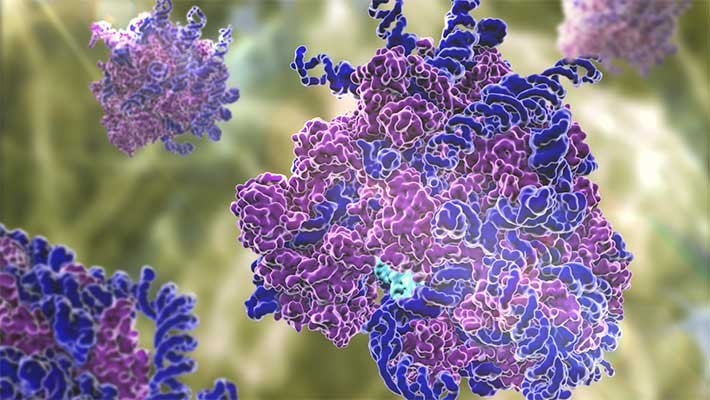 فیلم تشکیل پروتئین در ریبوزوم I