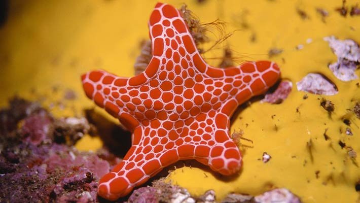 فیلم ستاره دریایی