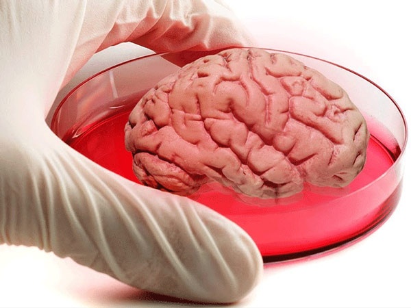 نگرانی توانایی ادراک مینی‌مغزهای آزمایشگاهی دانشمندان