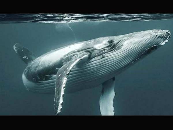 قلب نهنگ آبی گاهی فقط ۲ بار در دقیقه می‌تپد