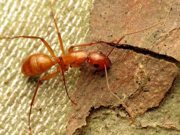 مورچه‌های جنگلی حافظه کوتاه‌مدت و بلندمدت متفاوتی دارند