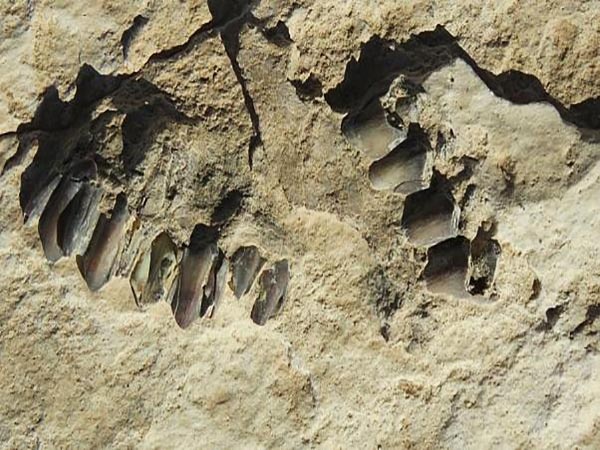کشف ردپای ۱۲۰ هزار ساله انسان خردمند در عربستان