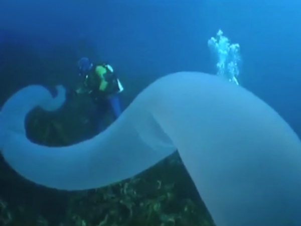 از عجیب ترین موجودات در اقیانوس ها