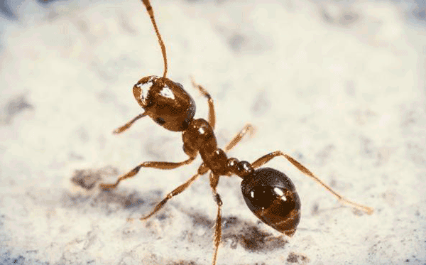دانستنی های جالب و خواندنی درباره مورچه ها!