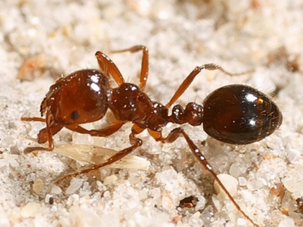 حقایقی جالب و باورنکردنی درباره مورچه ها