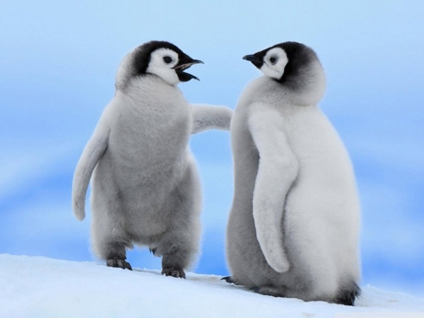 چرا پاها و بدن پنگوئن ها در سرما یخ نمی زند؟
