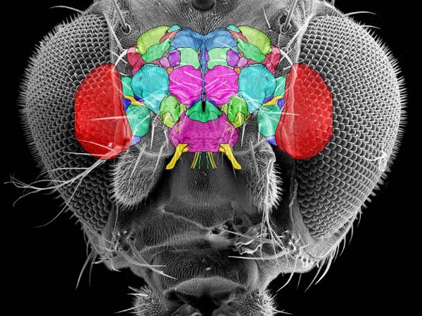 مغز حشرات یک میلیمتر مکعب است