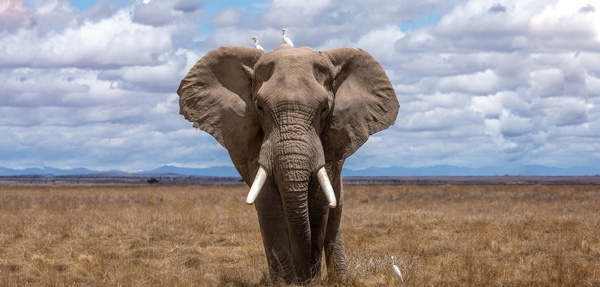 فیل را در کمتر از ۶ ثانیه پیدا کن!