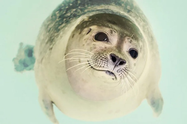 قوی‌ترین گوش‌های دنیا؛ کدام حیوانات بهترین شنوایی را دارند؟