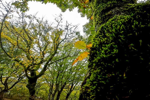 از جنگل فندقلو تا سبلان؛ بازی رنگ‌ها در طبیعت پاییزی اردبیل