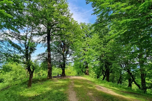 بکرترین جنگل‌های مازندران