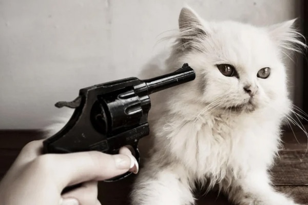 چرا دلمان می‌خواهد چیزهای ناز را فشار دهیم