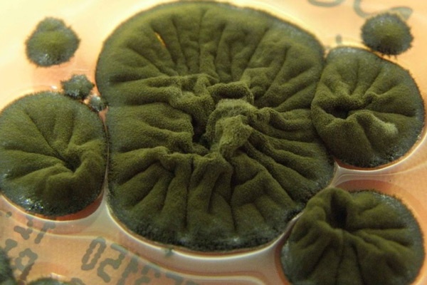 قارچ سیاه چرنوبیل با رادیواکتیو جان می‌گیرد