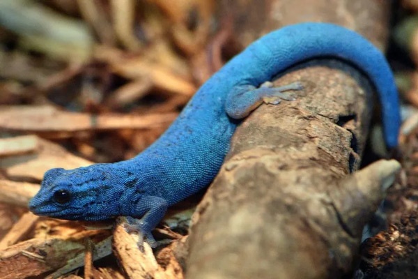 کمیاب‌ترین رنگ در طبیعت کدام است